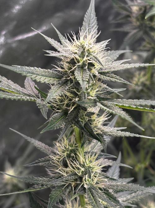 Cherry Cola Autoflower by Barney's Farm. Week 8