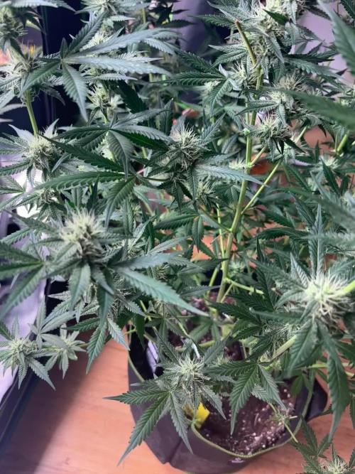 Cherry Cola Autoflower by Barney's Farm