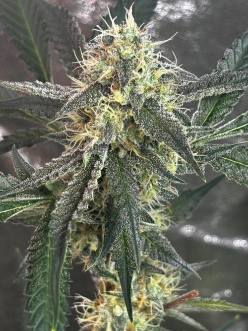 Cherry Cola Autoflower by Barney's Farm. Week 9
