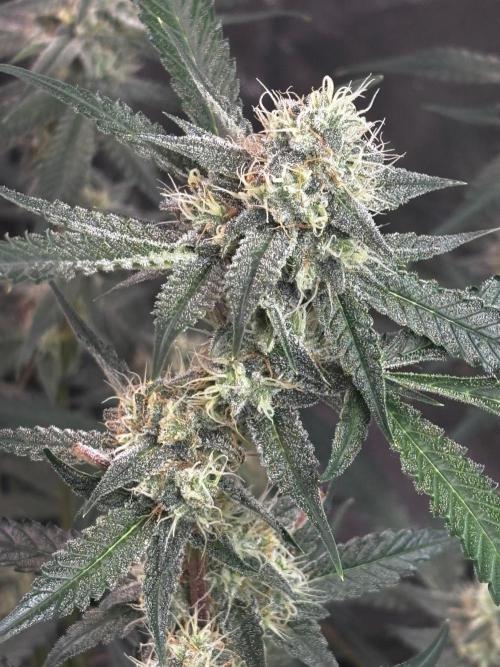 Cherry Cola Autoflower by Barney's Farm. Week 9