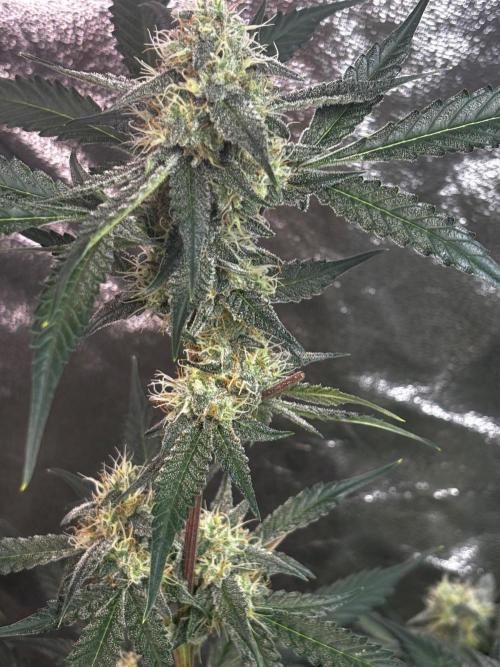 Cherry Cola Autoflower by Barney's Farm. Week 9