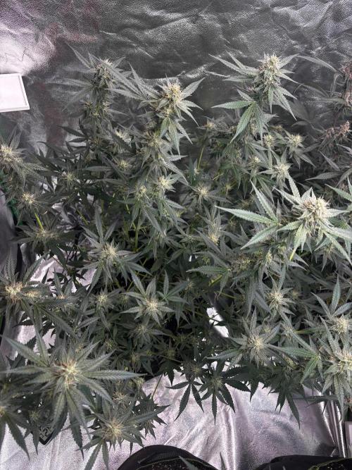 Cherry Cola Autoflower by Barney's Farm. Week 9