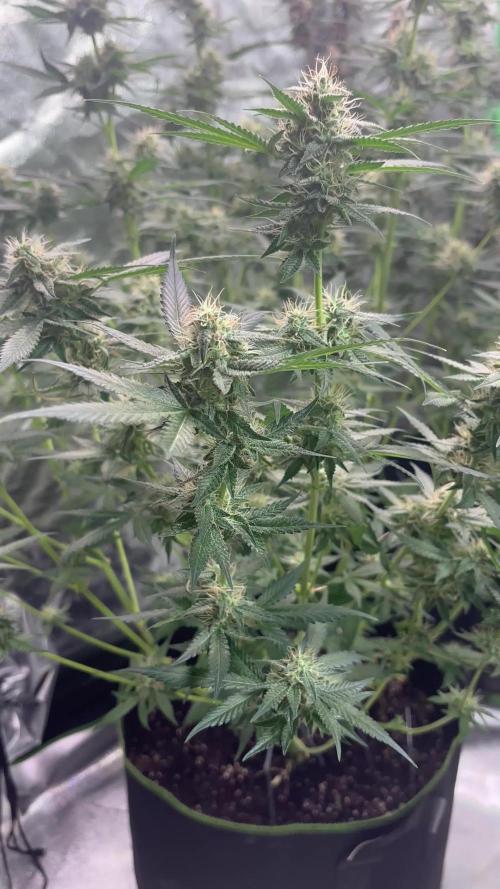 Cherry Cola Autoflower by Barney's Farm