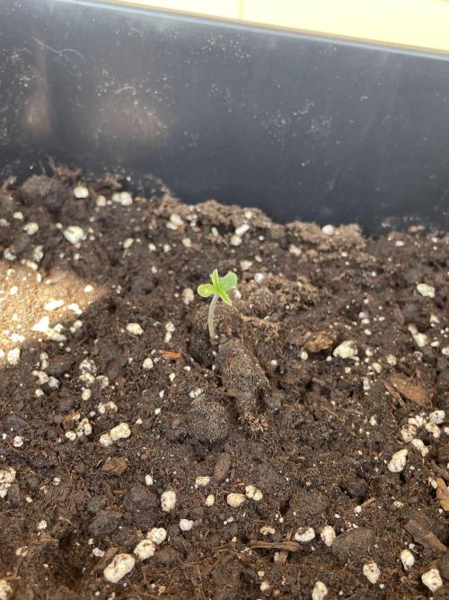 Purple Kush. Week 0