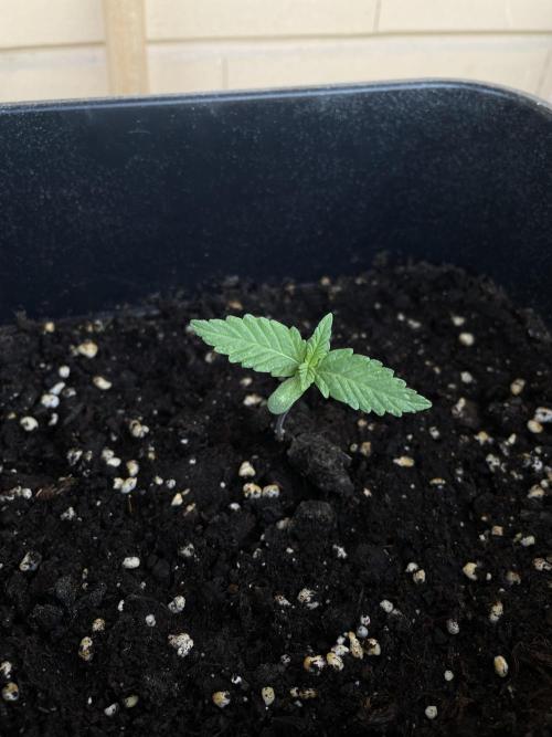 Purple Kush. Week 1