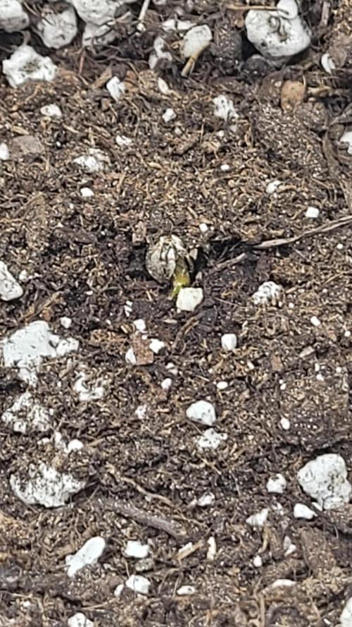 Pink apple soda Auto First timer. Week 0 - Day 1 I guess