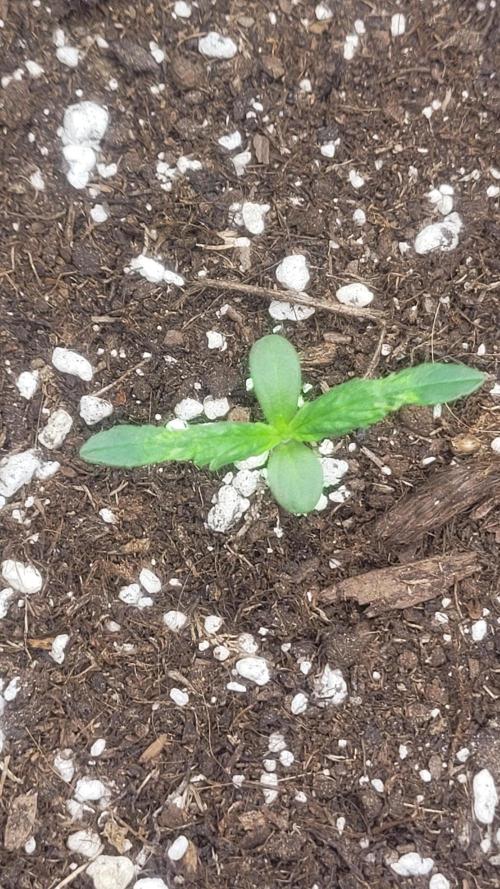 Pink apple soda Auto First timer. Week 2