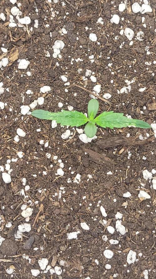 Pink apple soda Auto First timer. Week 2