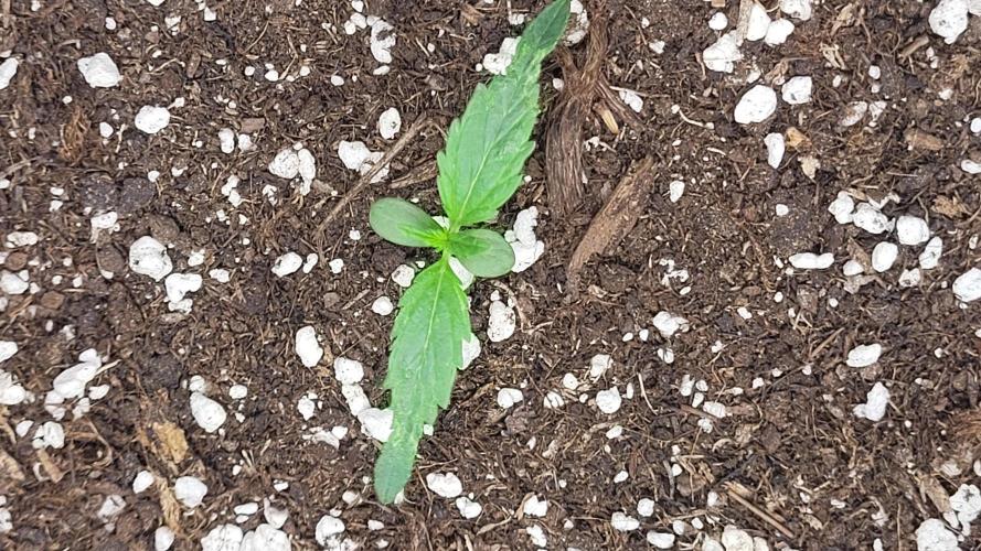 Pink Apple Soda Auto. Week 2