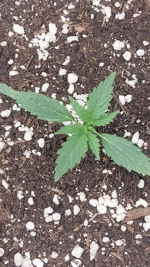 Pink Apple Soda Auto. Week 3