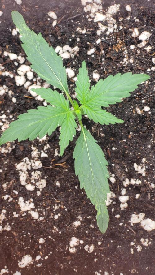 Pink Apple Soda Auto. Week 3