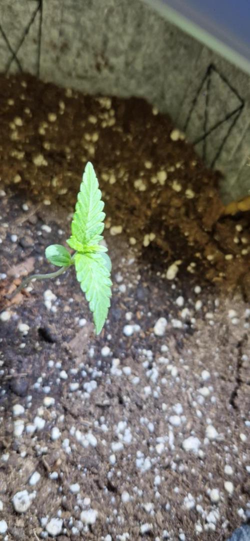 Spring 26 outdoor