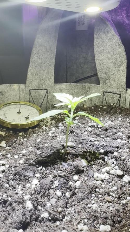 Spring 26 outdoor