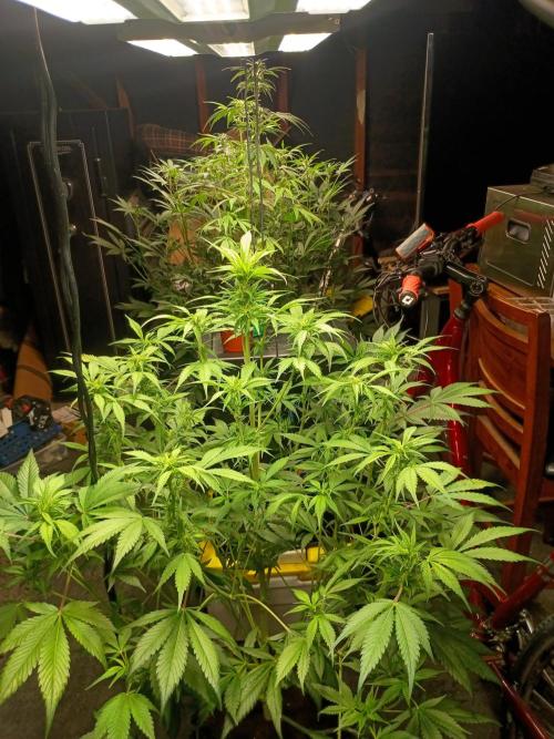 Guava Sundae Auto. Week 6