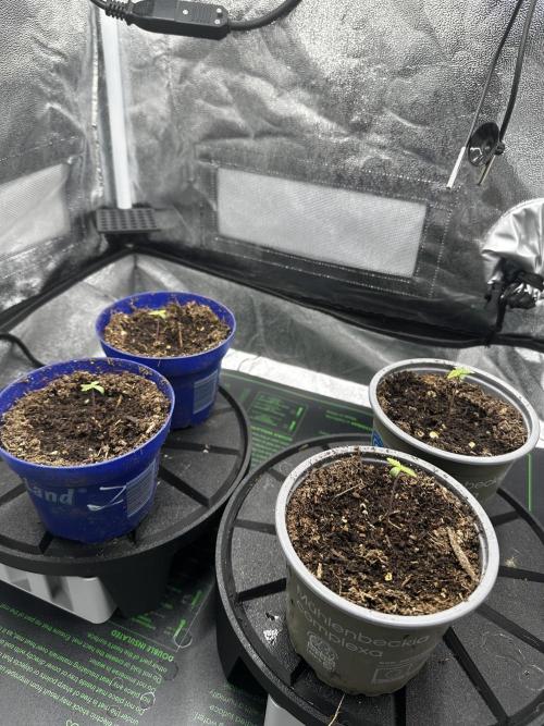 Blueberry Pencake. Week 0 - Ladies (hopefully)