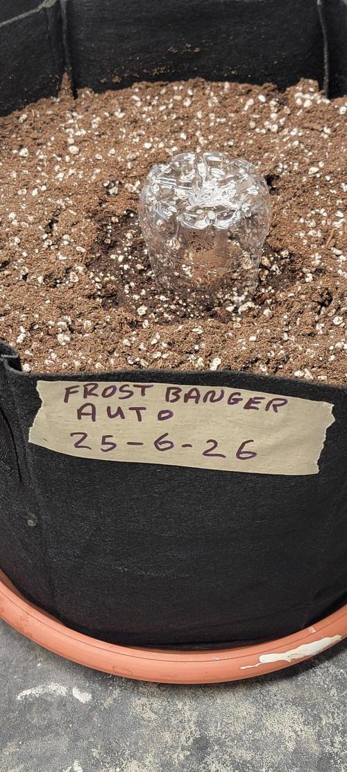 D BIG BOY GENETICS. Week 0 - 115 day cook living soil 