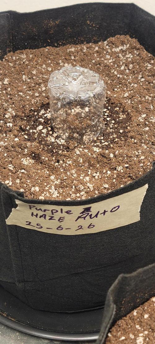 D BIG BOY GENETICS. Week 0 - 115 day cook living soil 