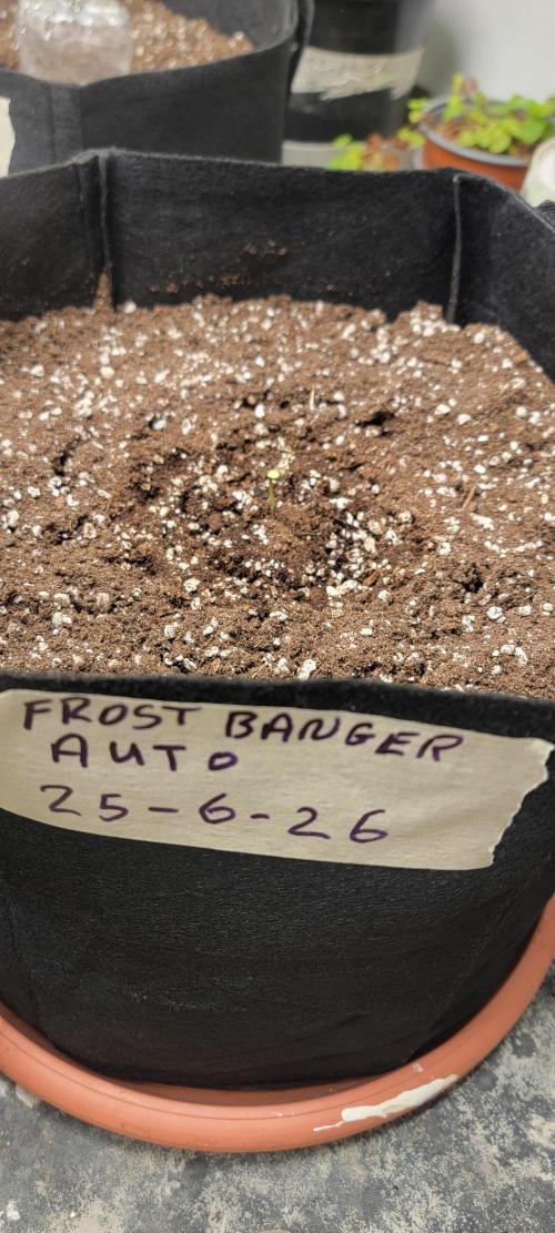 D BIG BOY GENETICS. Week 1 - frostbanger open first