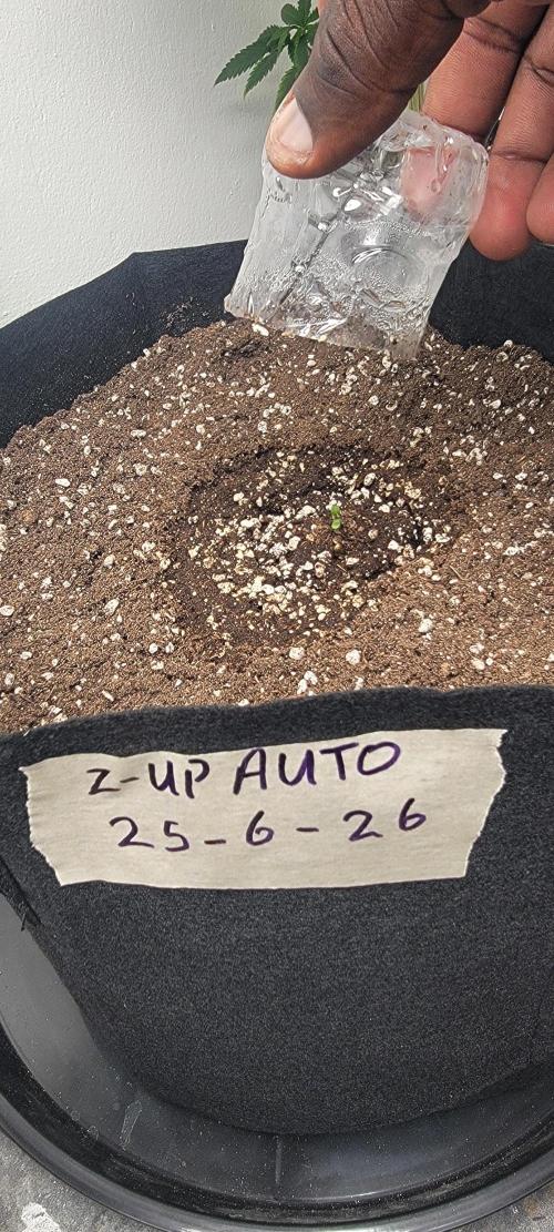 D BIG BOY GENETICS. Week 1 - Z-Up pop first but ain't open yet 