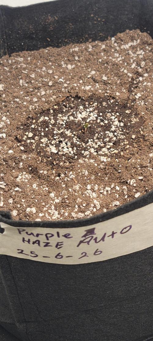 D BIG BOY GENETICS. Week 1 - Purple Haze Auto pop last 