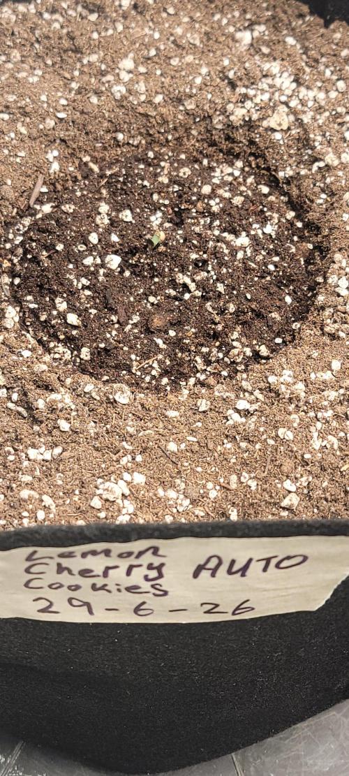 D BIG BOY GENETICS. Week 1