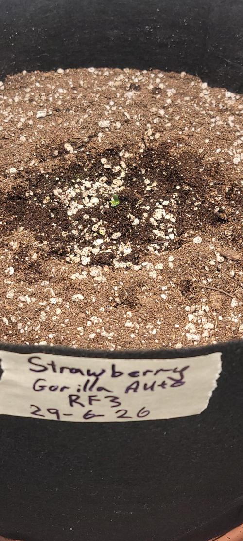 D BIG BOY GENETICS. Week 1