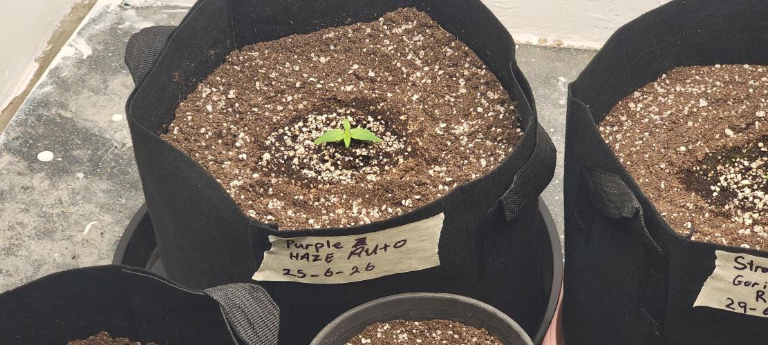 D BIG BOY GENETICS. Week 2