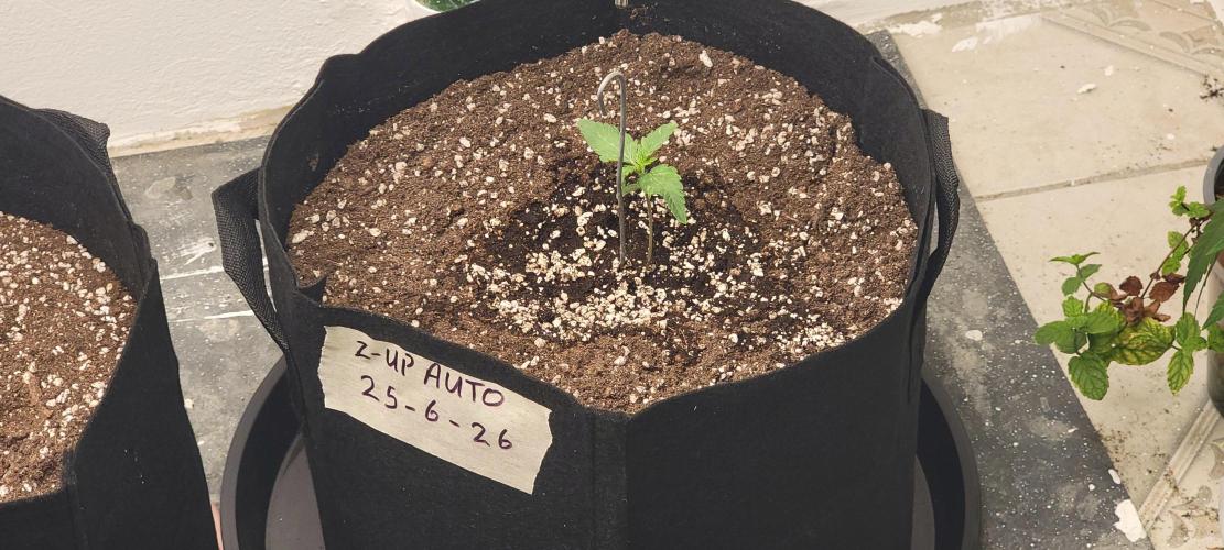 D BIG BOY GENETICS. Week 2