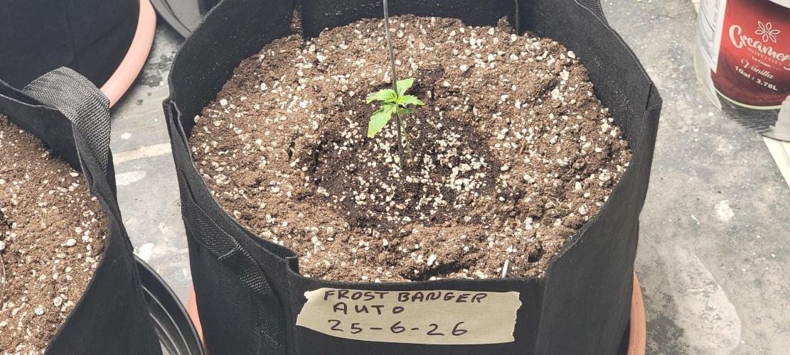 D BIG BOY GENETICS. Week 2