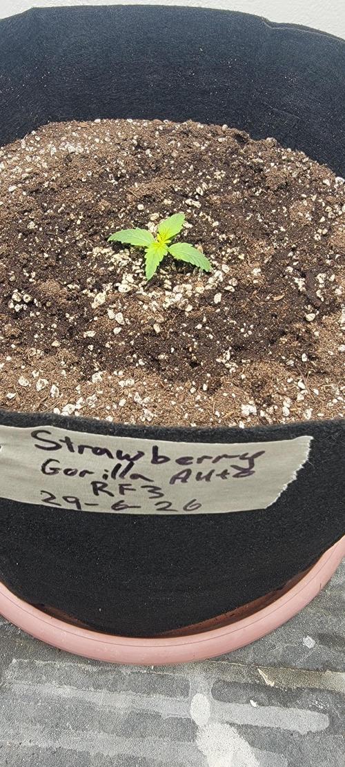 D BIG BOY GENETICS. Week 2