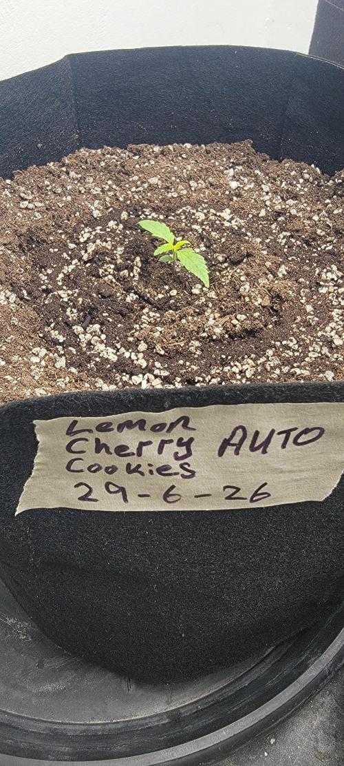 D BIG BOY GENETICS. Week 2