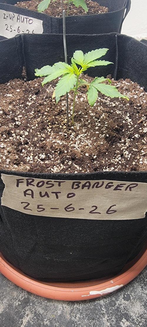 D BIG BOY GENETICS. Week 3