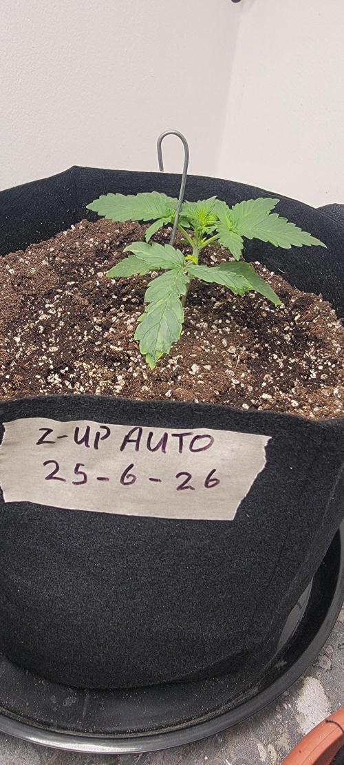 D BIG BOY GENETICS. Week 3