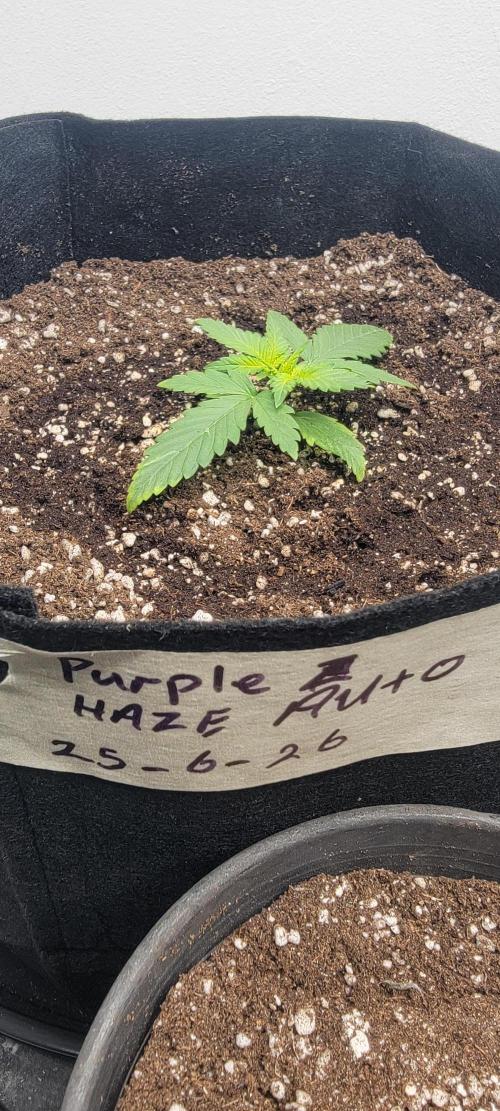 D BIG BOY GENETICS. Week 3