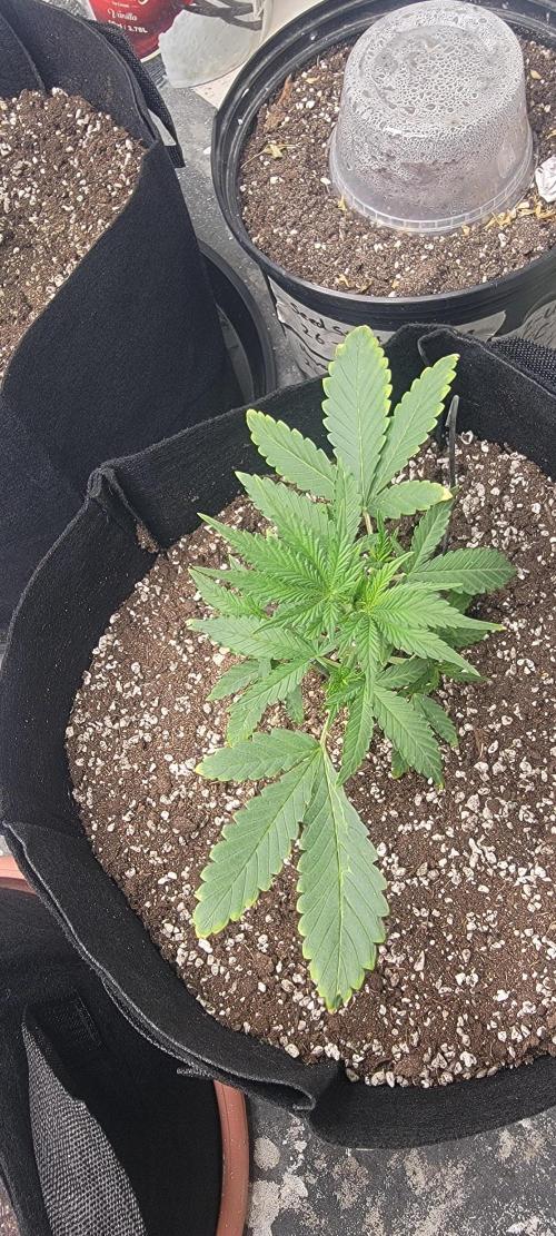 D BIG BOY GENETICS. Week 4