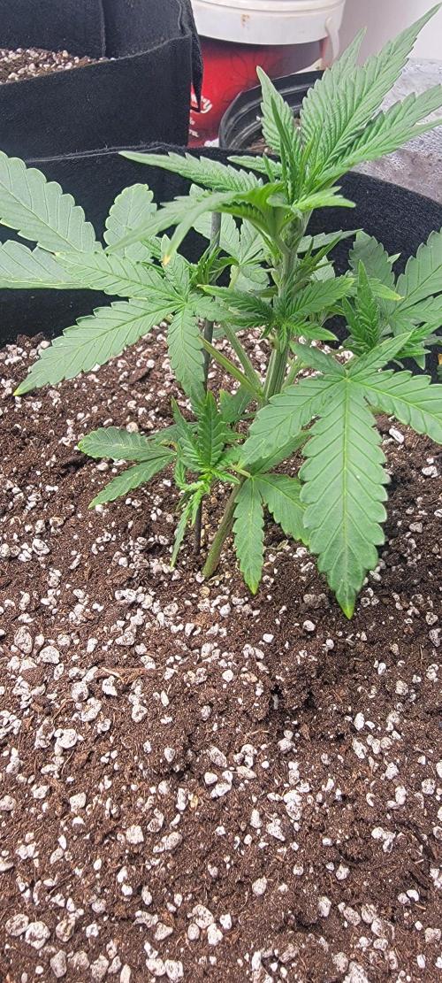 D BIG BOY GENETICS. Week 4