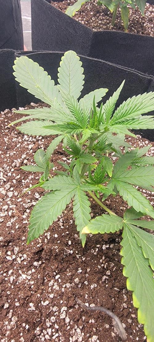 D BIG BOY GENETICS. Week 4