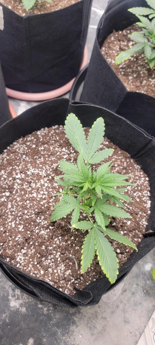 D BIG BOY GENETICS. Week 4