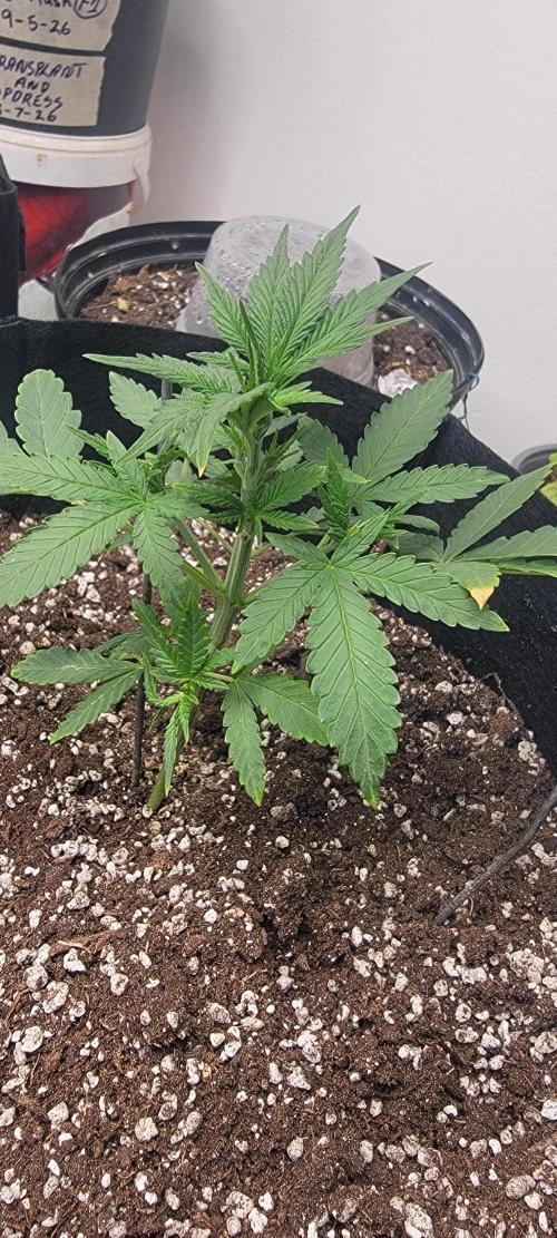 D BIG BOY GENETICS. Week 4