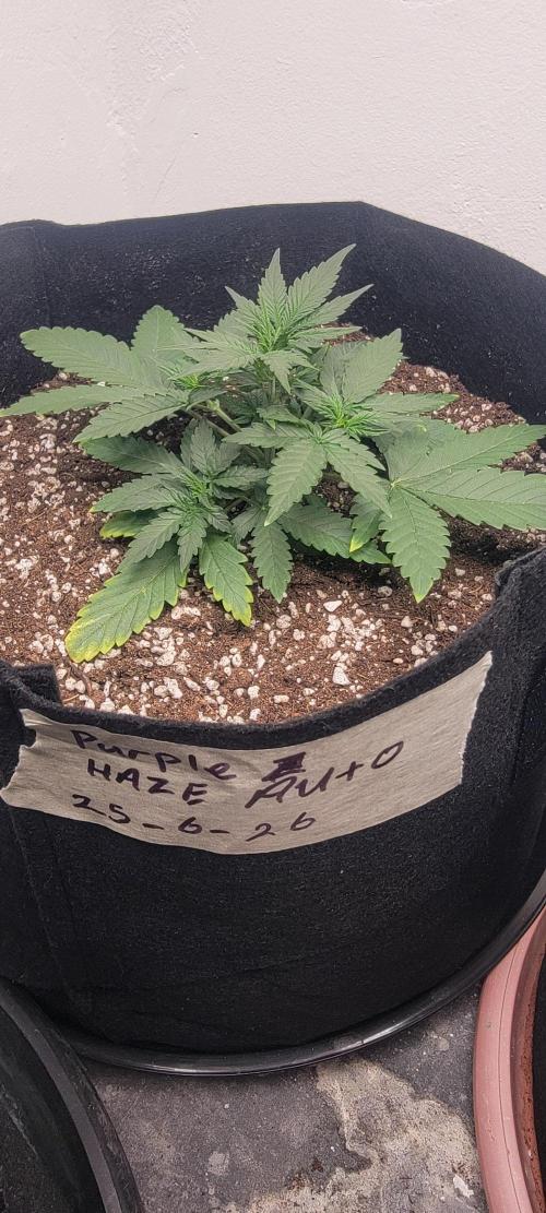 D BIG BOY GENETICS. Week 4