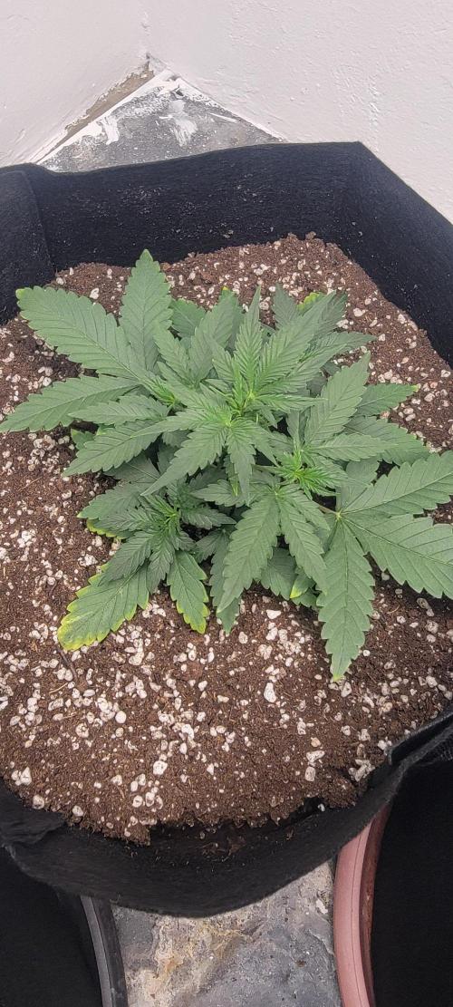 D BIG BOY GENETICS. Week 4