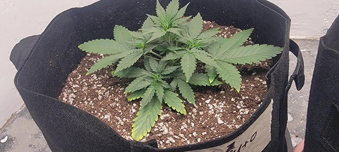 D BIG BOY GENETICS. Week 4