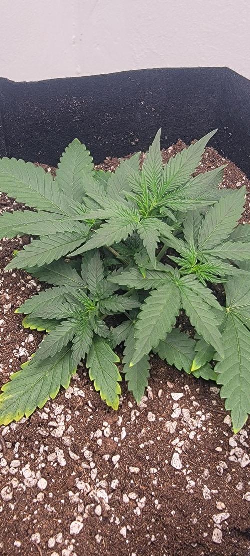 D BIG BOY GENETICS. Week 4