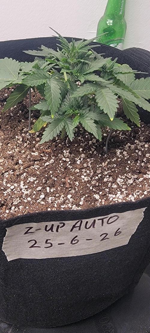 D BIG BOY GENETICS. Week 4