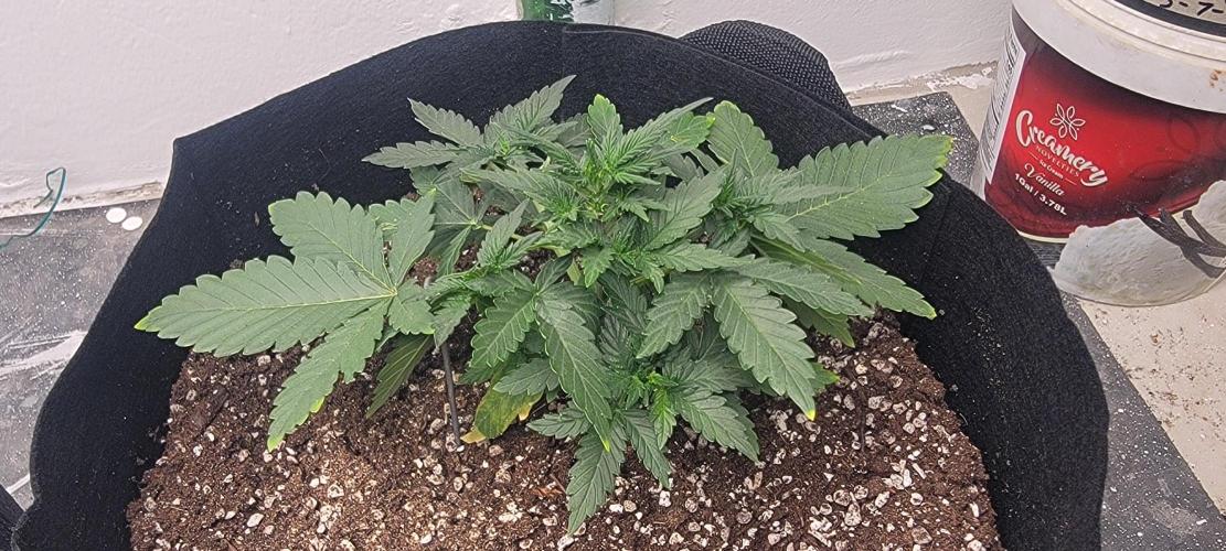 D BIG BOY GENETICS. Week 4