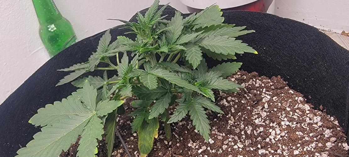 D BIG BOY GENETICS. Week 4
