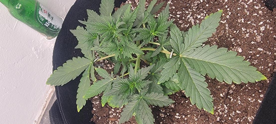 D BIG BOY GENETICS. Week 4