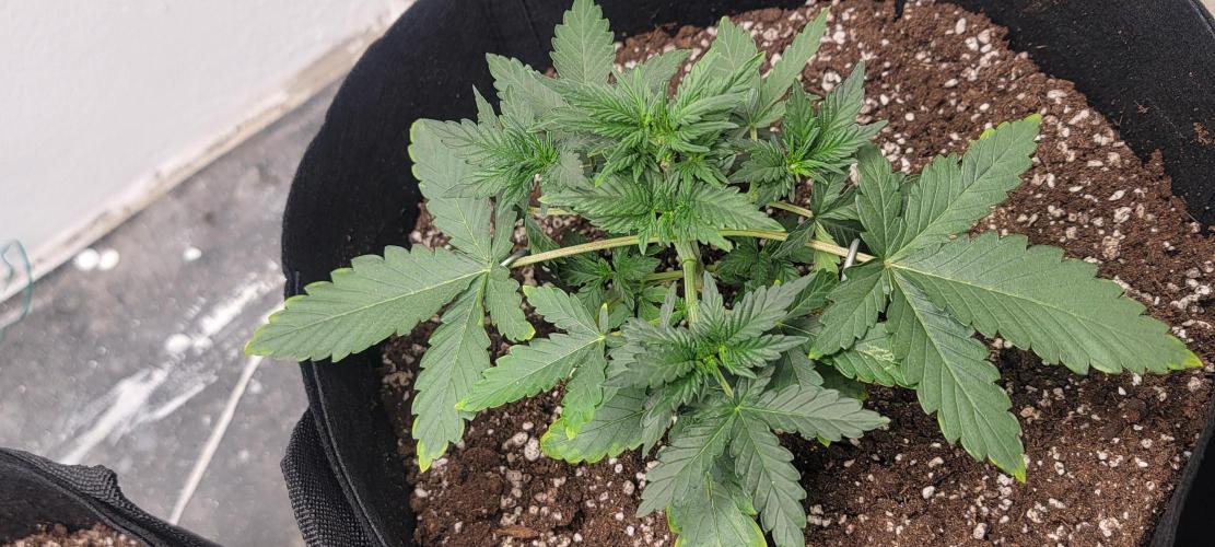 D BIG BOY GENETICS. Week 4
