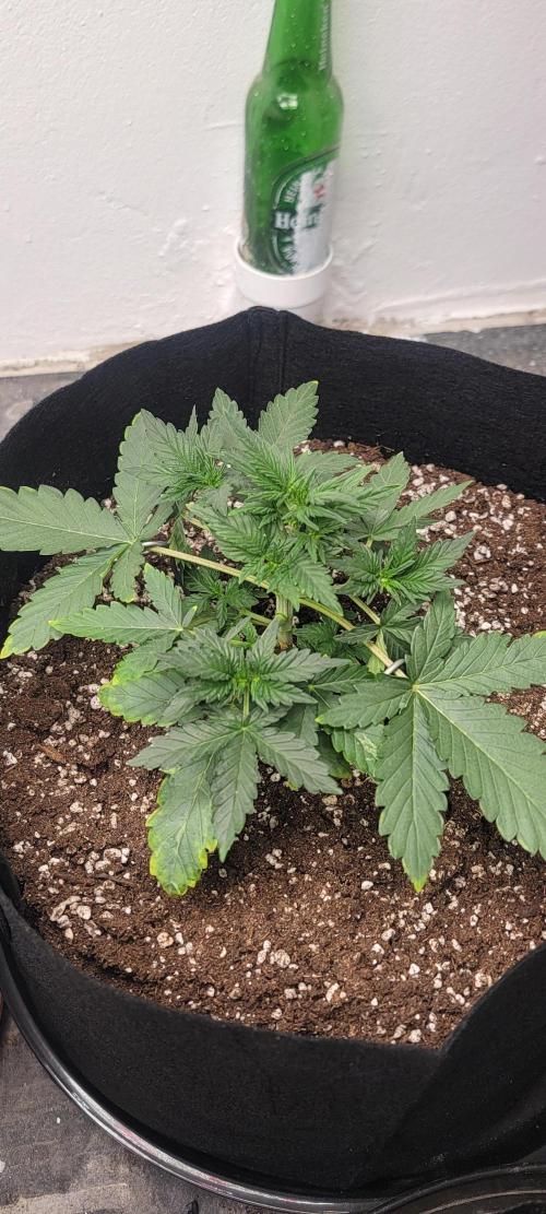 D BIG BOY GENETICS. Week 4