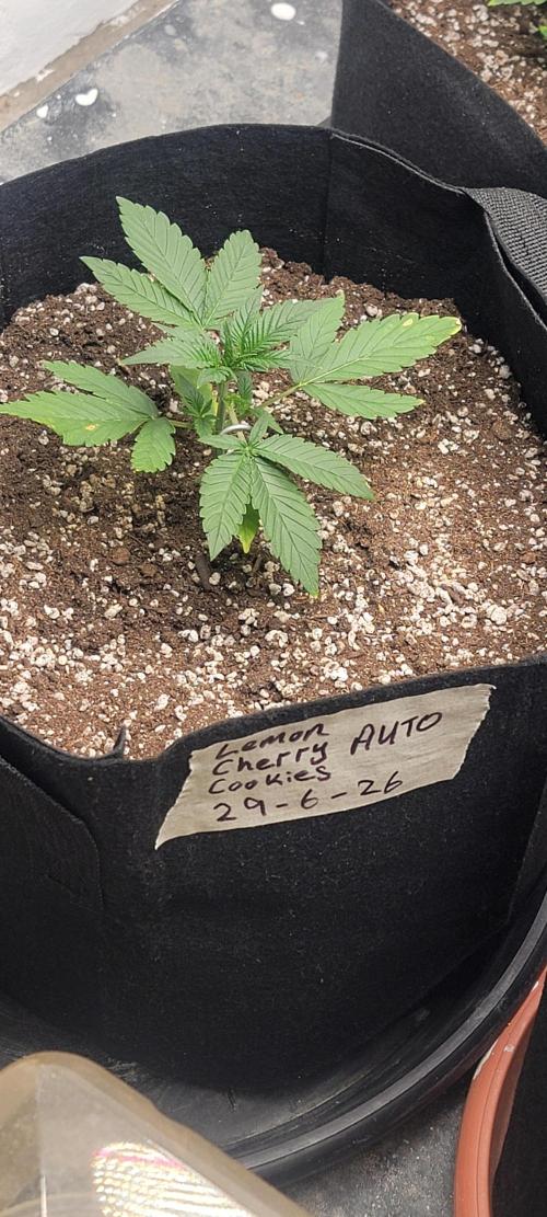 D BIG BOY GENETICS. Week 3